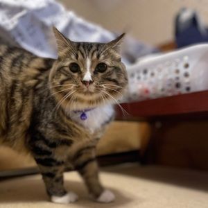 Meet your Posher, Reegen